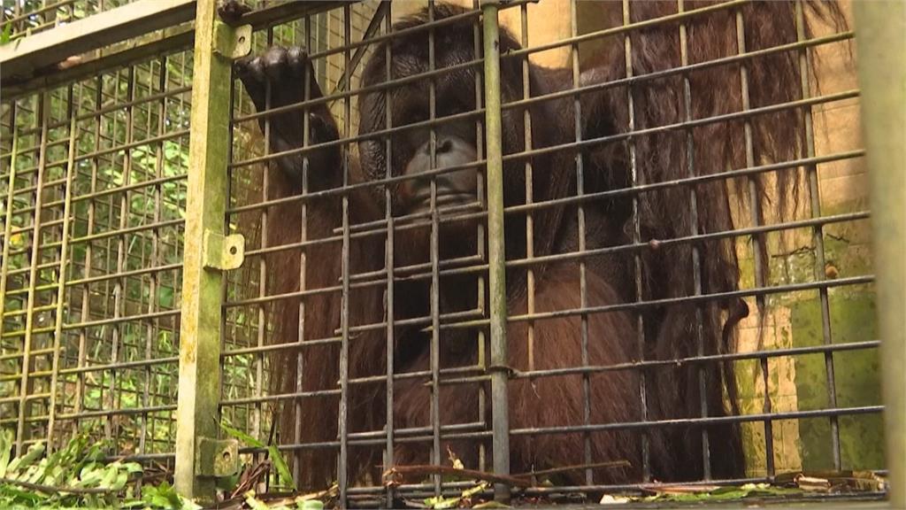 打造大型生態保育區！　印尼復育中心收容400隻紅毛猩猩