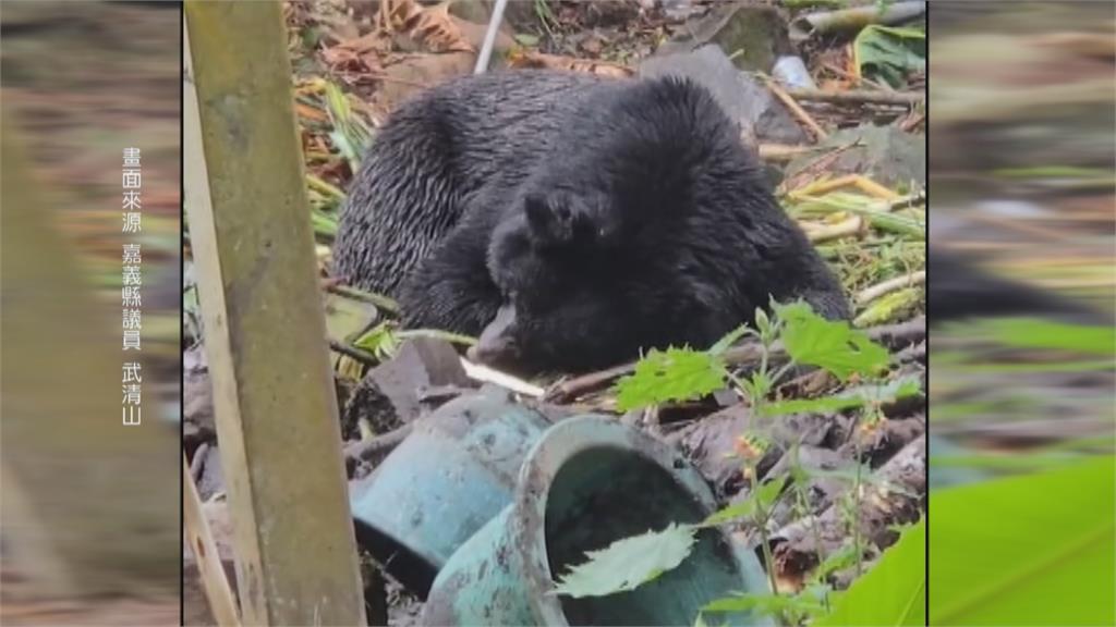 阿里山區「黑熊26天9度入侵」　部落設誘捕籠　疑落網！