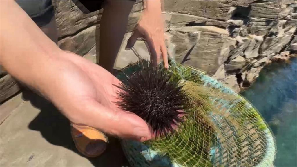 影帝變海賊王?誤闖九孔池「撈海膽」 李康生歉:已和池主和解