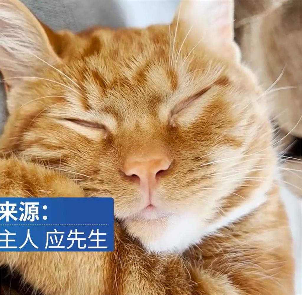上海封城缺糧「出借主子」嚕貓30分鐘、換3顆柳丁　網友反應超兩極