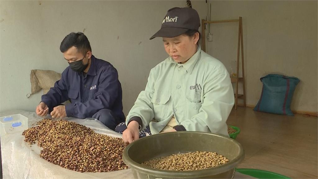 越南「羅布斯塔」咖啡豆耐熱好生長　有望擠下「阿拉比卡豆」龍頭寶座