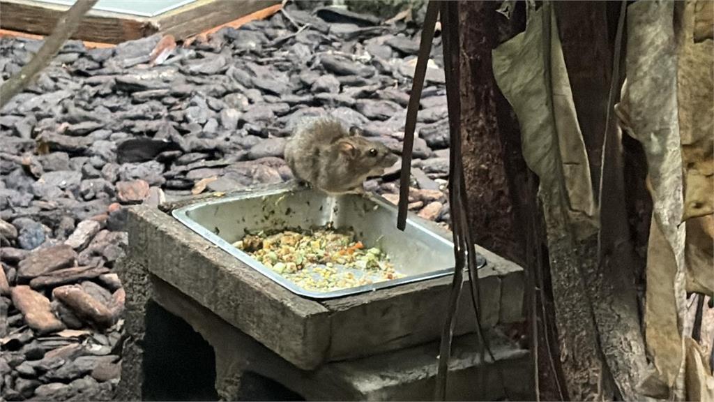 北市天天都能「鼠來寶」？2地淪陷律師帶孩驚見「老鼠與穿山甲搶食」