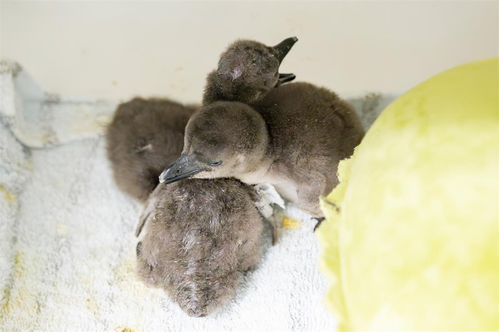 快新聞／北市動物園企鵝館迎嬰兒潮！　黑腳企鵝家族新增7小福