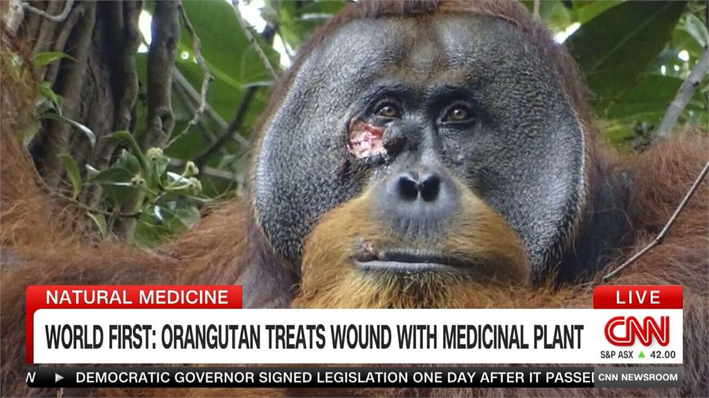 全球首見！　紅毛猩猩自製「草藥」外敷傷口
