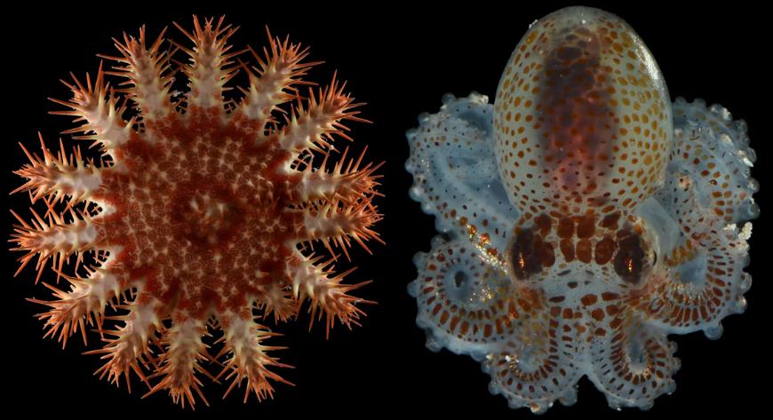 深海驚現全身長毛螃蟹？美團隊潛入「暮光區」撈出20種怪奇物種