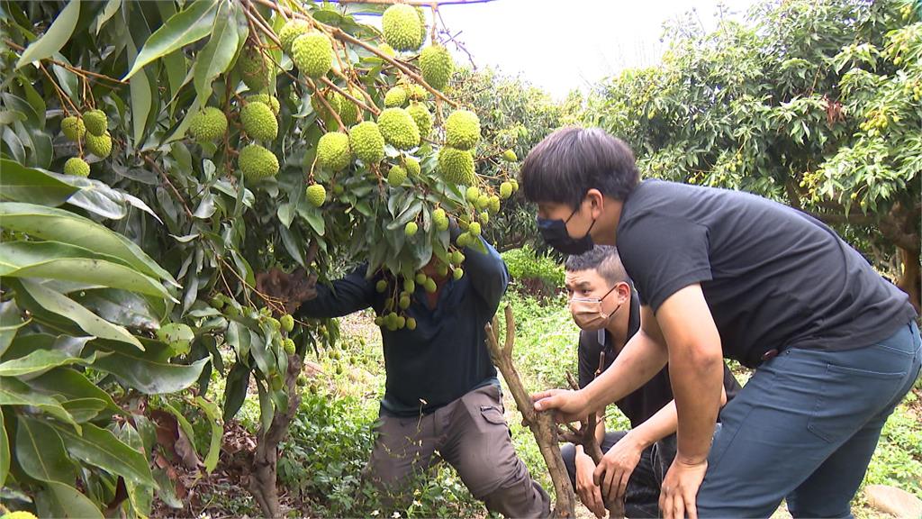 玉荷包採收期搶工人 透過APP媒合大學生打工