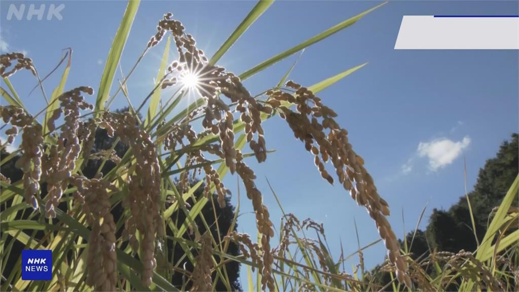 轟日本不買美國米「被寵壞」！　川普嗆祭35%高關稅