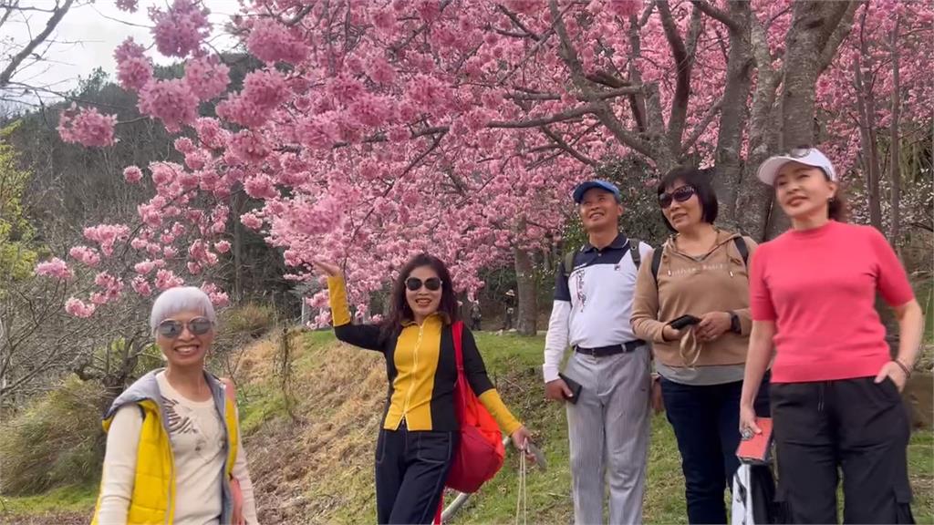武陵農場交管結束!今湧大批賞花車潮 車陣綿延近四公里