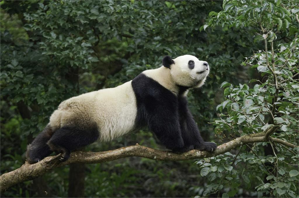 3隻大貓熊長超像傻傻分不清？ 北市動物園教3招快速分辨