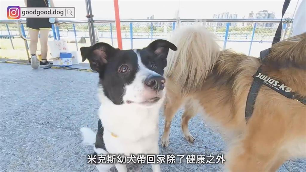 稀有狗狗出沒!訓犬師現身寵物路跑 見「捷克狼犬」籲:新手不要養