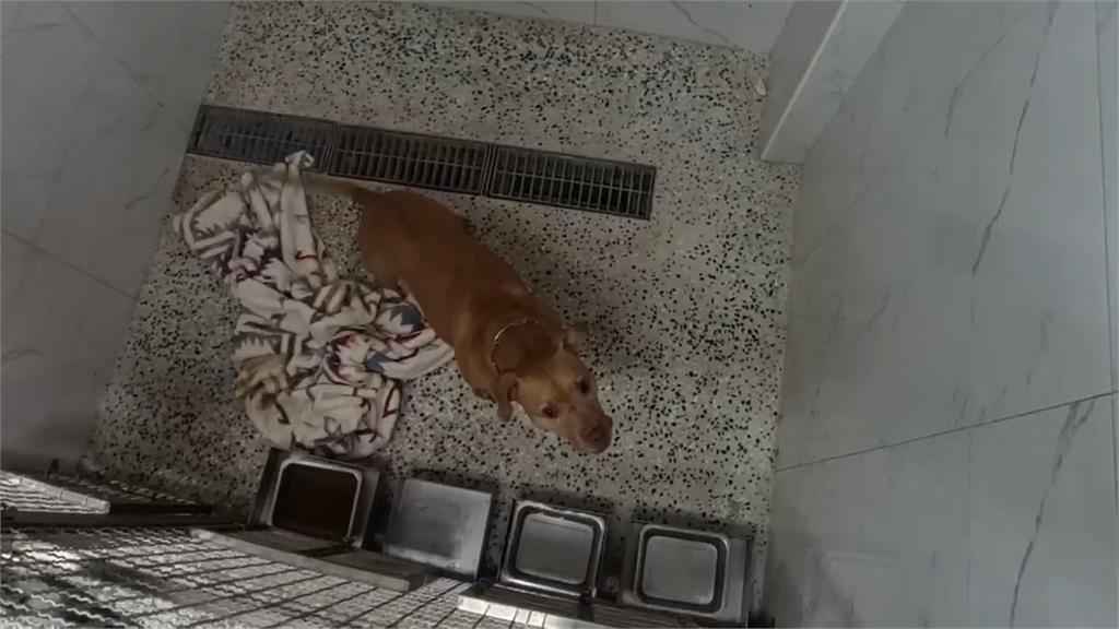 比特犬Lucky安置中新家沒了? 嘉義、屏東飼主有疑慮領養卻步