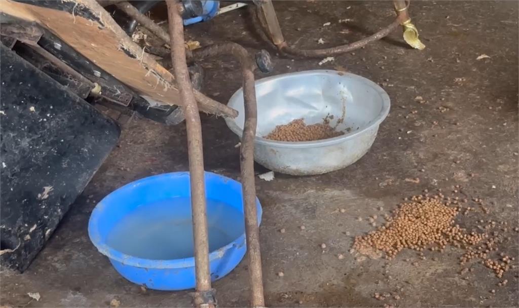 15隻犬隻遭強制沒入　飼主失控毆打動防所人員