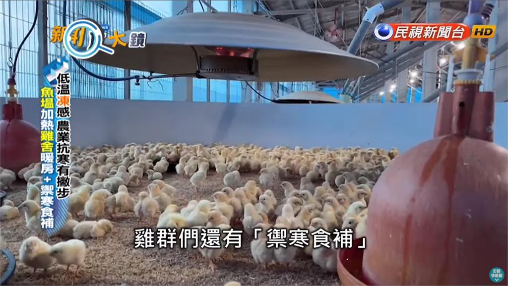 負北極震盪冷到過年!農家抗「凍」作戰大出招