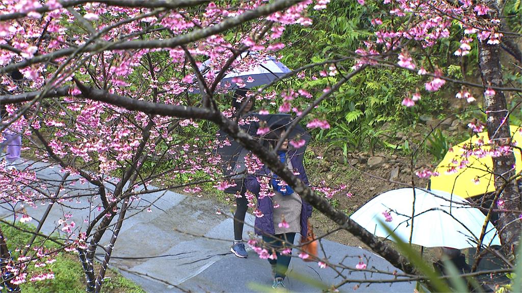 三峽山區大熊櫻花林 置身2000株櫻花樹一秒到日本