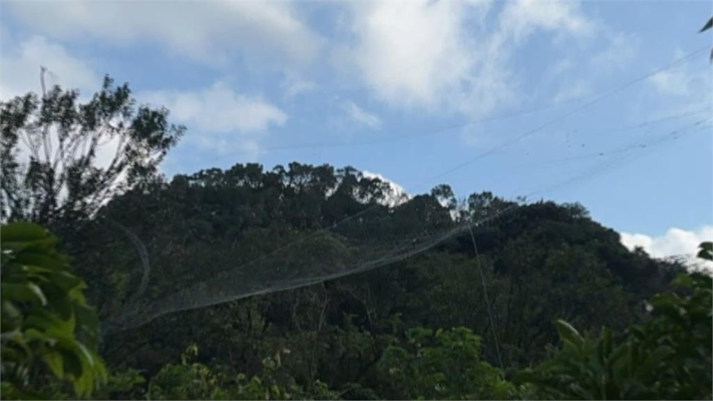 擄鴿集團非法架網害保育類黑鳶死亡 警蹲守1個月逮嫌