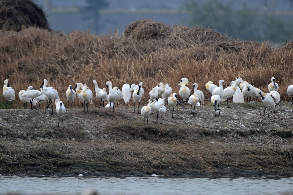 快新聞／從瀕危降級！全球黑面琵鷺6成在台灣　黃偉哲喊話：全民守護