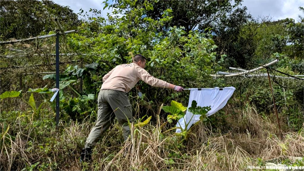 七旬翁挨蜱蟲咬住院！　「SFTS蜱蟲病」致死率高達3成