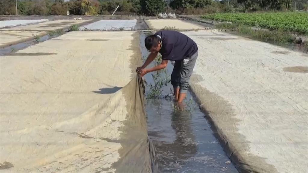寒流來襲繃緊神經！　農民為水稻秧苗「蓋棉被」