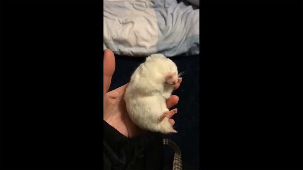 倉鼠全身僵硬無反應!飼主1招讓牠死而復生 真相曝光網友全嚇慘