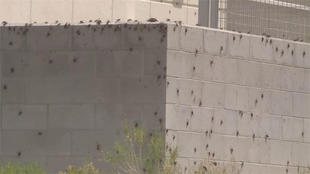 美內華達州遭數百萬蟋蟀入侵　蟲蟲惡夢！專家：預估本週離開