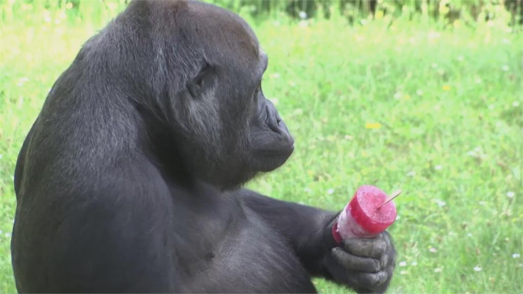 柏林動物園抗暑大作戰　特製蔬果冰棒大猩猩狂嗑