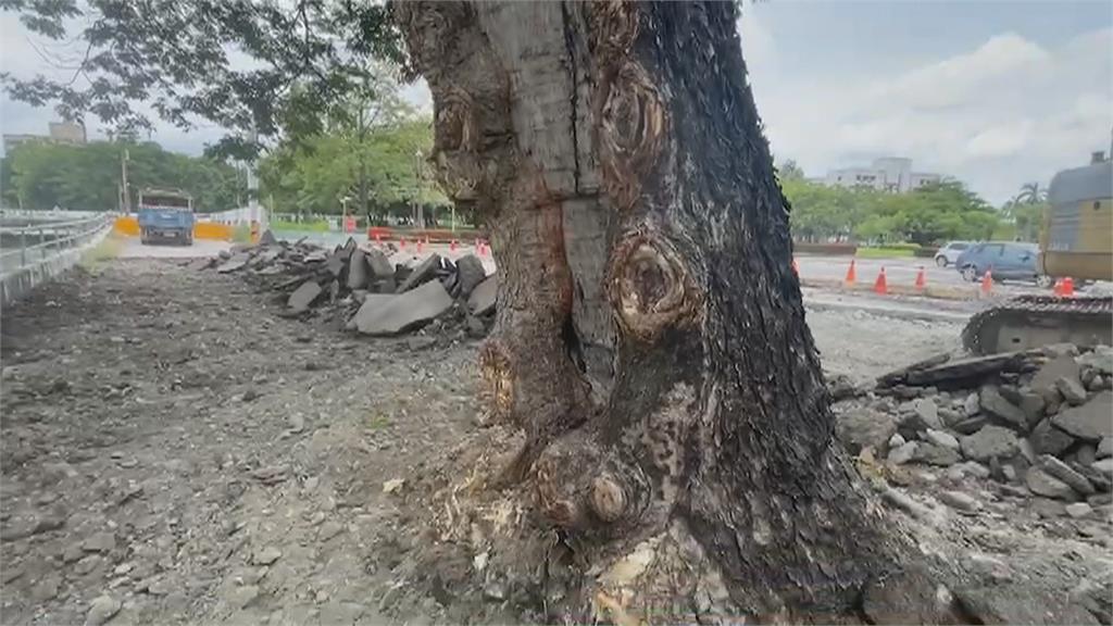 近百歲雨豆樹生長縮減防汛道路 頻遭車輛擦撞、屏大拆牆「讓路」