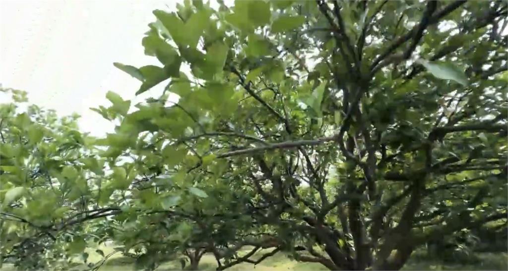 春雨少！　台南麻豆文旦收成重創　著果率「剩１到２成」農民哀嚎