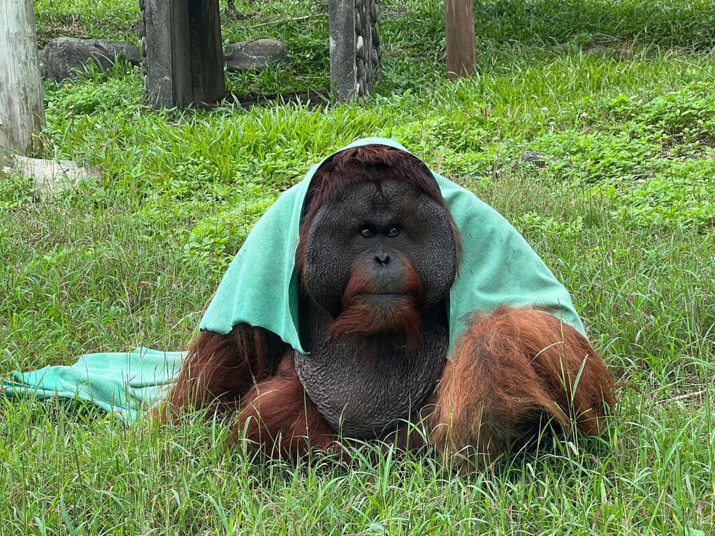 快新聞/感謝風災救援英雄辛勞! 壽山動物園憑證「年底前免費入園」