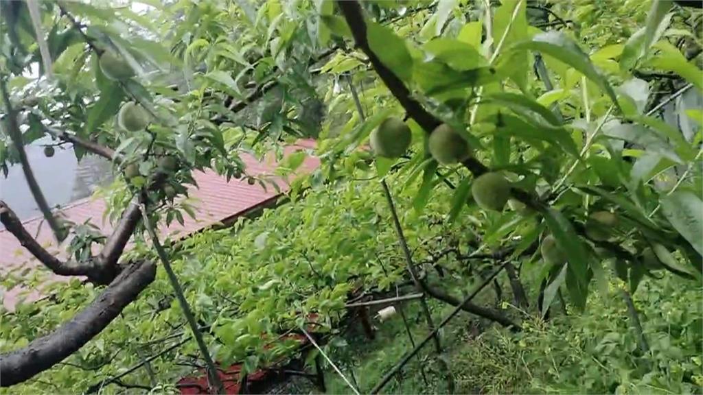 非強震惹禍!水蜜桃著果率差 農業局:與濕度有關