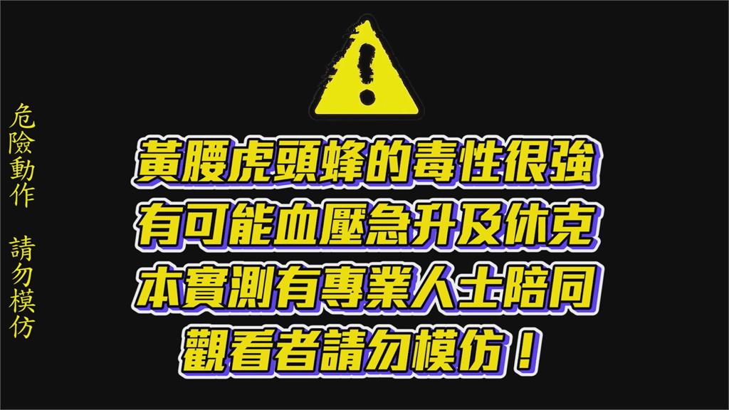 瘋男體驗虎頭蜂毒性！過來人「連螫四針」　曝全身發疼：像被拳頭打