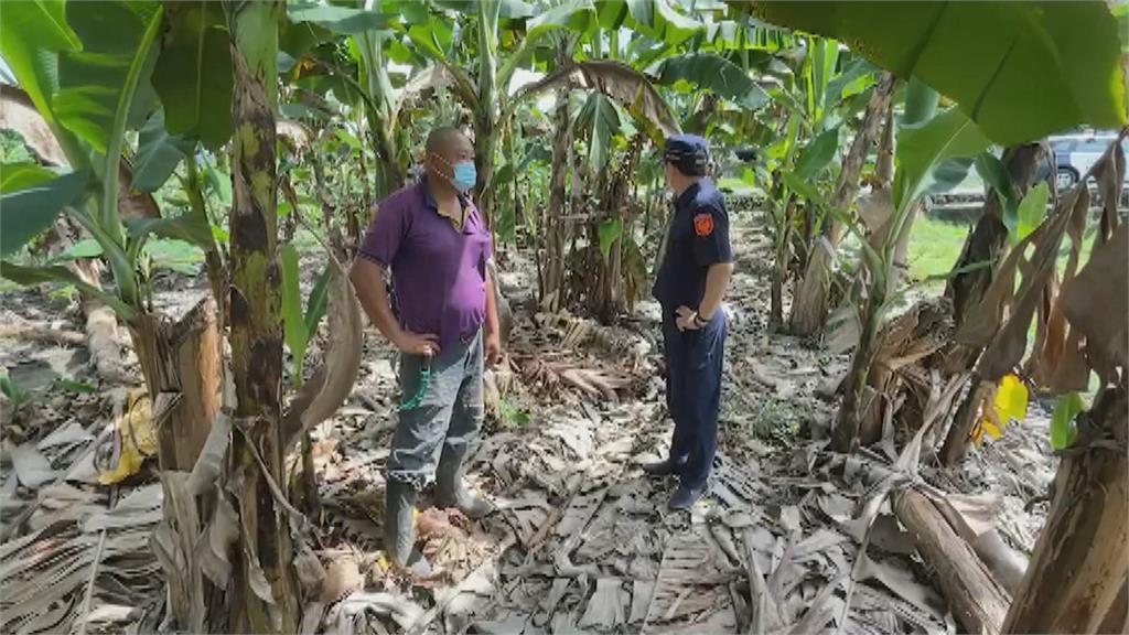 南投蕉農一夜被偷500kg香蕉　大盜落網辯稱為繳車貸