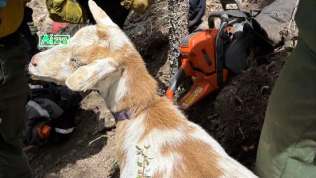 美國野火肆虐出奇招 「山羊嚮導」化身救火英雄爆紅