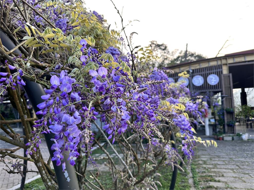 嘉義瑞里紫藤花季盛開 小小泡茶師、限量品茗杯深獲遊客喜愛