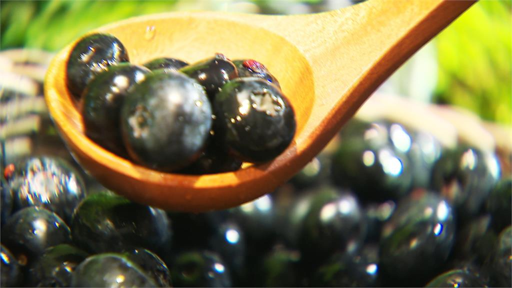 耗時六年！台灣自己種出藍莓了　未來超商買得到