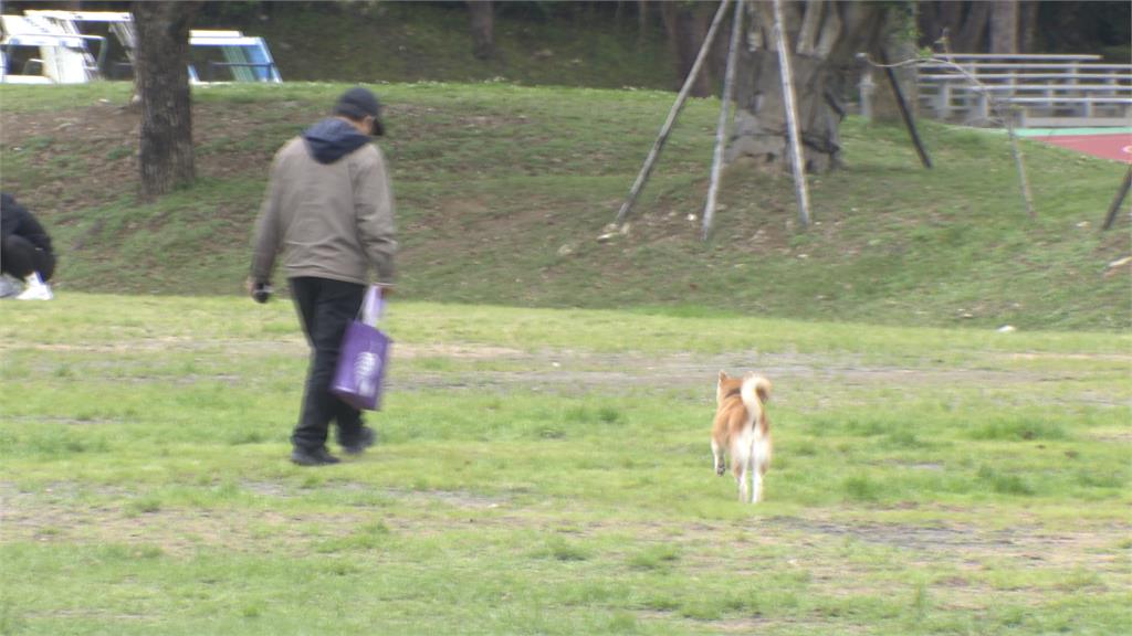比特犬事件翻版? 民眾遛狗「沒用牽繩」周邊人犬遭攻擊