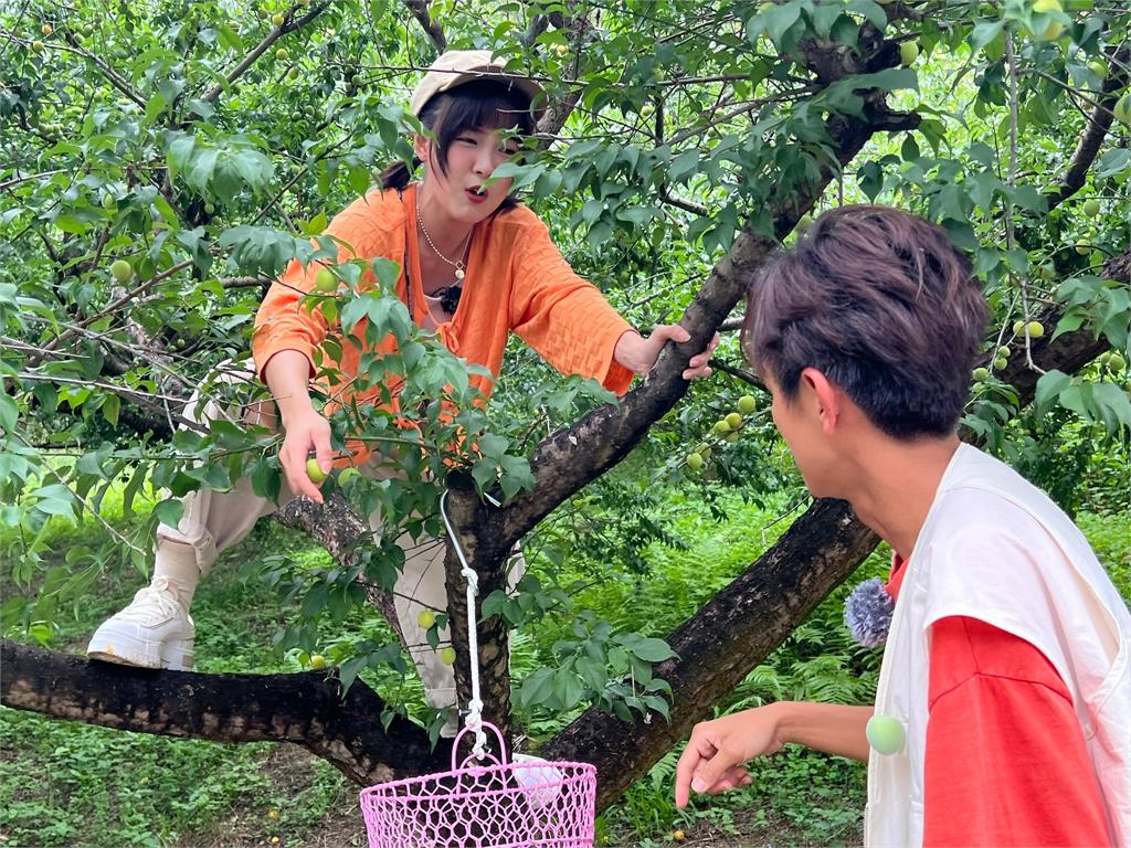 楊繡惠、賴慧如用竿子採收梅子一大籃只拿16元工錢!體驗梅農辛苦大嘆不容易