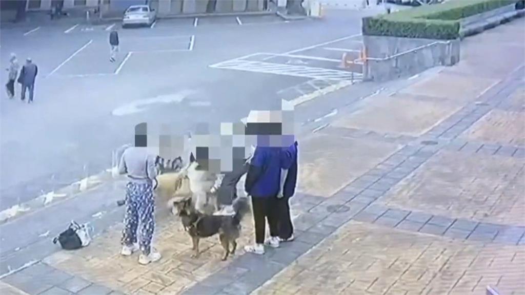 板橋上演鬆獅黃金獵犬大戰! 飼主急拉開被咬傷氣炸將提告