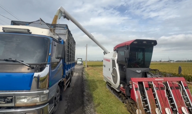 防颱大作戰！　花椰菜田鋪網如蓋棉被防風　蔥田備妥抽水機