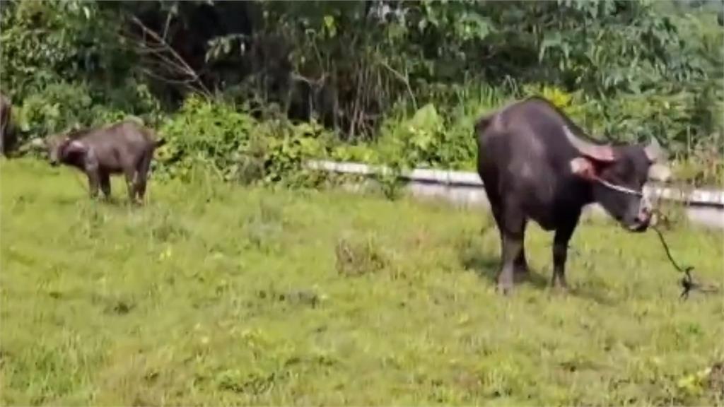 25歲男「多次侵犯水牛」出事！突用四肢行走、吃草「堅信自己變牛」醫一看驚了
