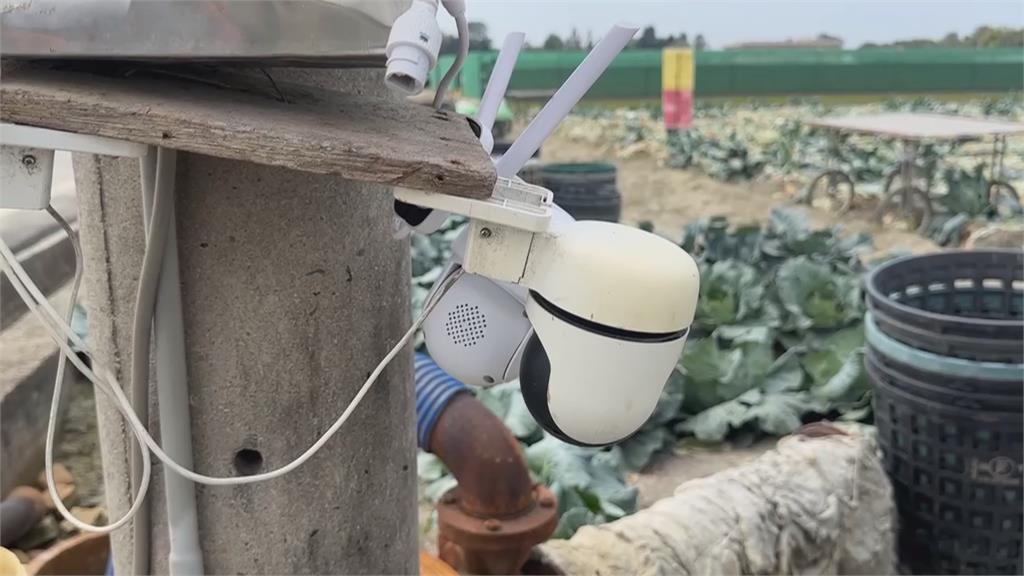 雲林花椰菜大盜！３分鐘熟練採收　農民監視器蒐證、警方循線逮兩嫌