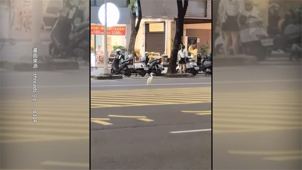 高雄驚見白鷺鷥亂竄! 員警化身「捕鳥大隊」穿梭車陣抓捕