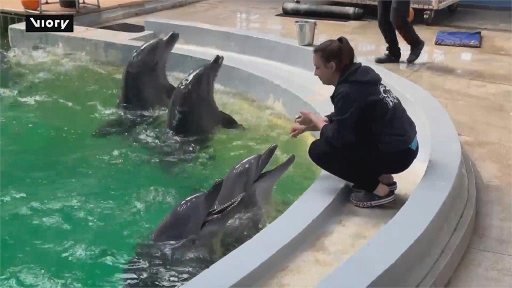 羅馬尼亞海豚水族館　媽媽伴遊游領寶寶熟悉環境
