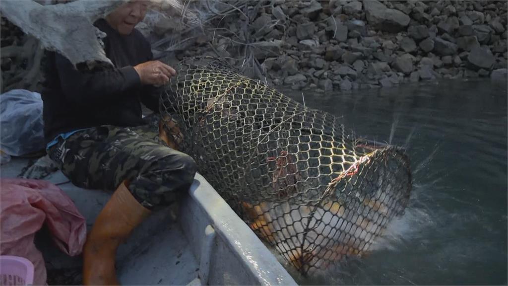 通通吃下肚　外來魚肆虐日月潭　酥炸「紅魔鬼」成風味小吃