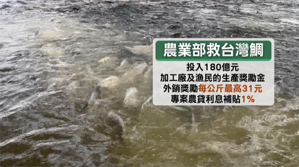 中國低價傾銷庫存！　　台灣鯛批發價崩盤　每公斤57.7元