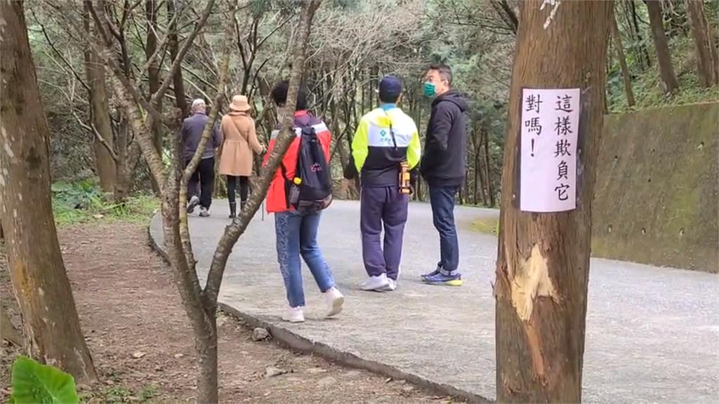 宜蘭燈篙林道疑遭惡意破壞 肖楠樹竟現「不規則傷口」