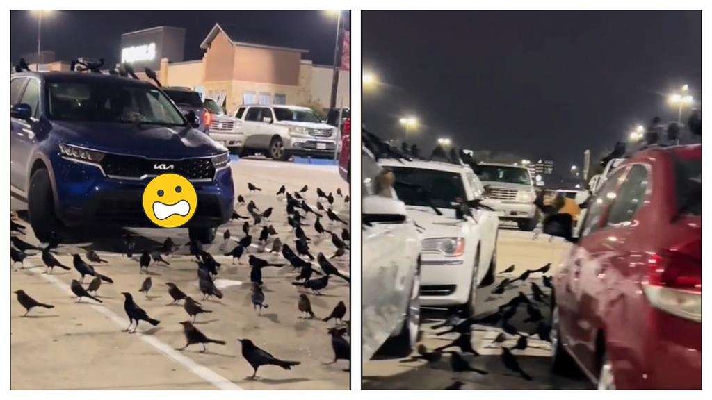 停車場遭「無數黑影攻佔」異象曝 環保組織點「這種鳥」拒讓烏鴉背鍋