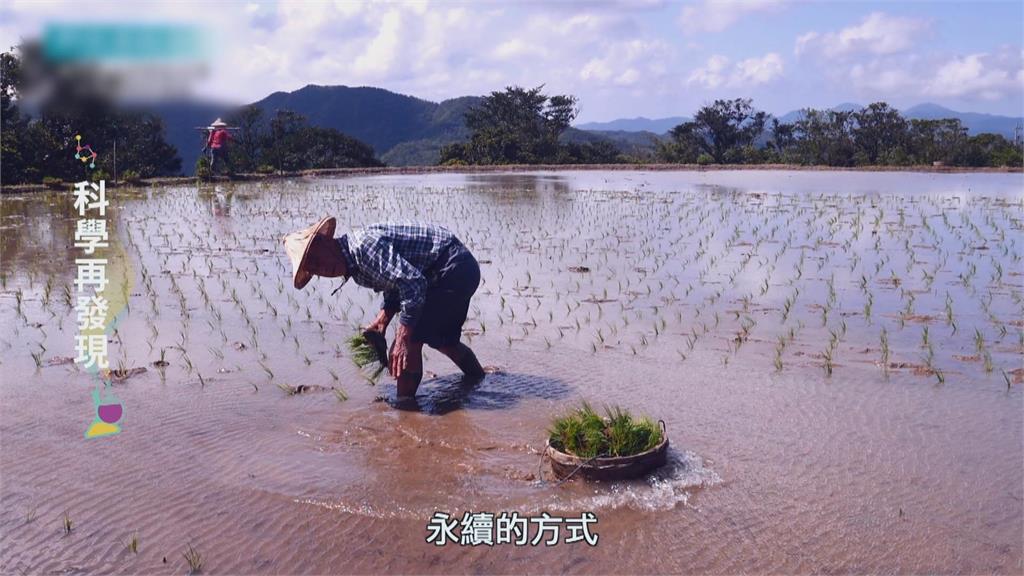 農田濕地環境保育　達到環境共好共生