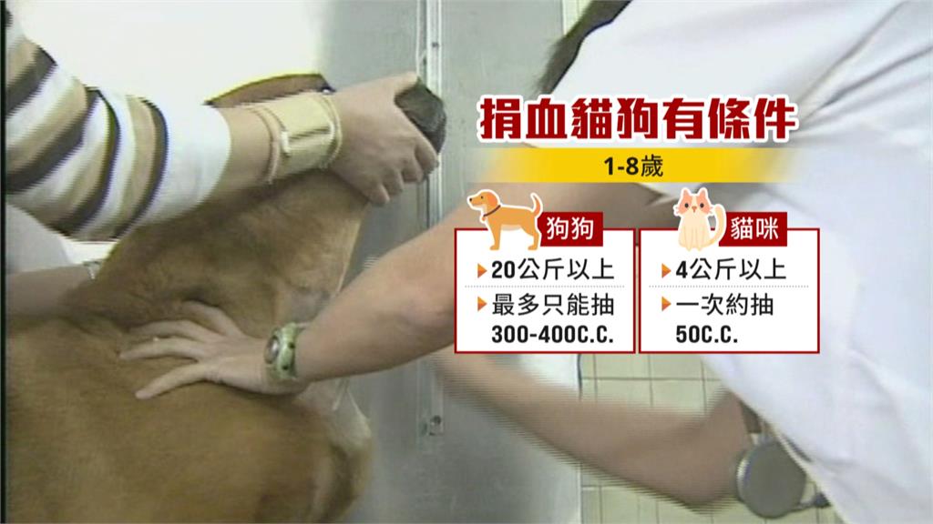 貓狗捐血難　輸血一次要價1.8到2.2萬起跳　