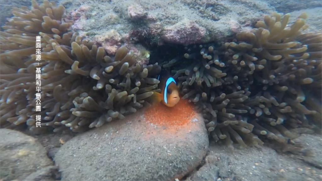 潛客見小丑魚產卵好興奮　一旁滿是海洋垃圾