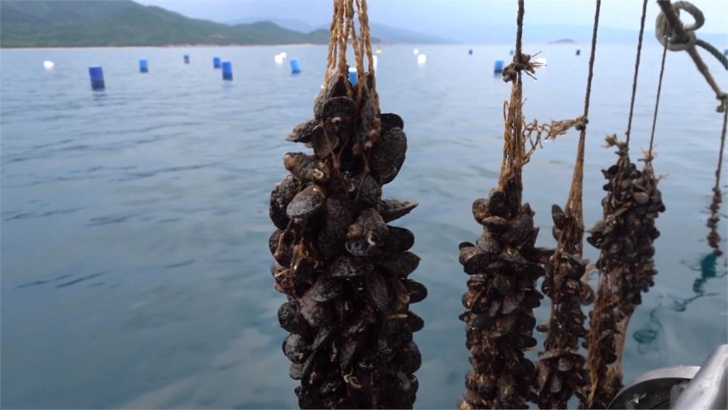 餐桌上消失的菜色? 希臘海水升溫釀淡菜浩劫